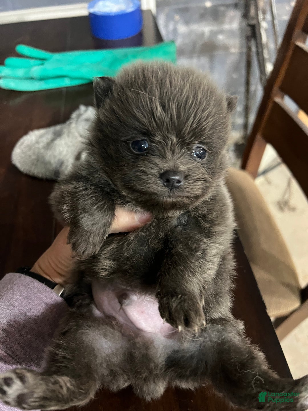 Pomeranian dogs for sale: Pomeranian Puppy 4 - Ad 3