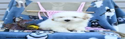 Maltipoo dogs for sale: Alvin - Ad 4