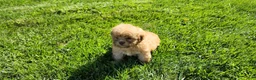 Shihpoo dogs for sale: Logan - Ad 4