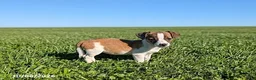 Jack Russell Terrier dogs for sale: Lindsey - Ad 1
