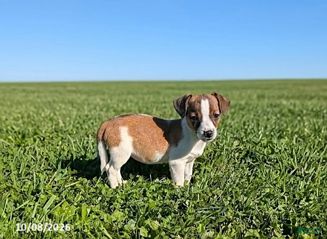 Jack Russell Terrier dogs for sale: Lindsey - Ad 1