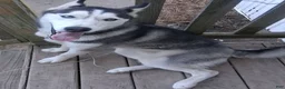 Siberian Husky dogs for sale: Legacy - Ad 5
