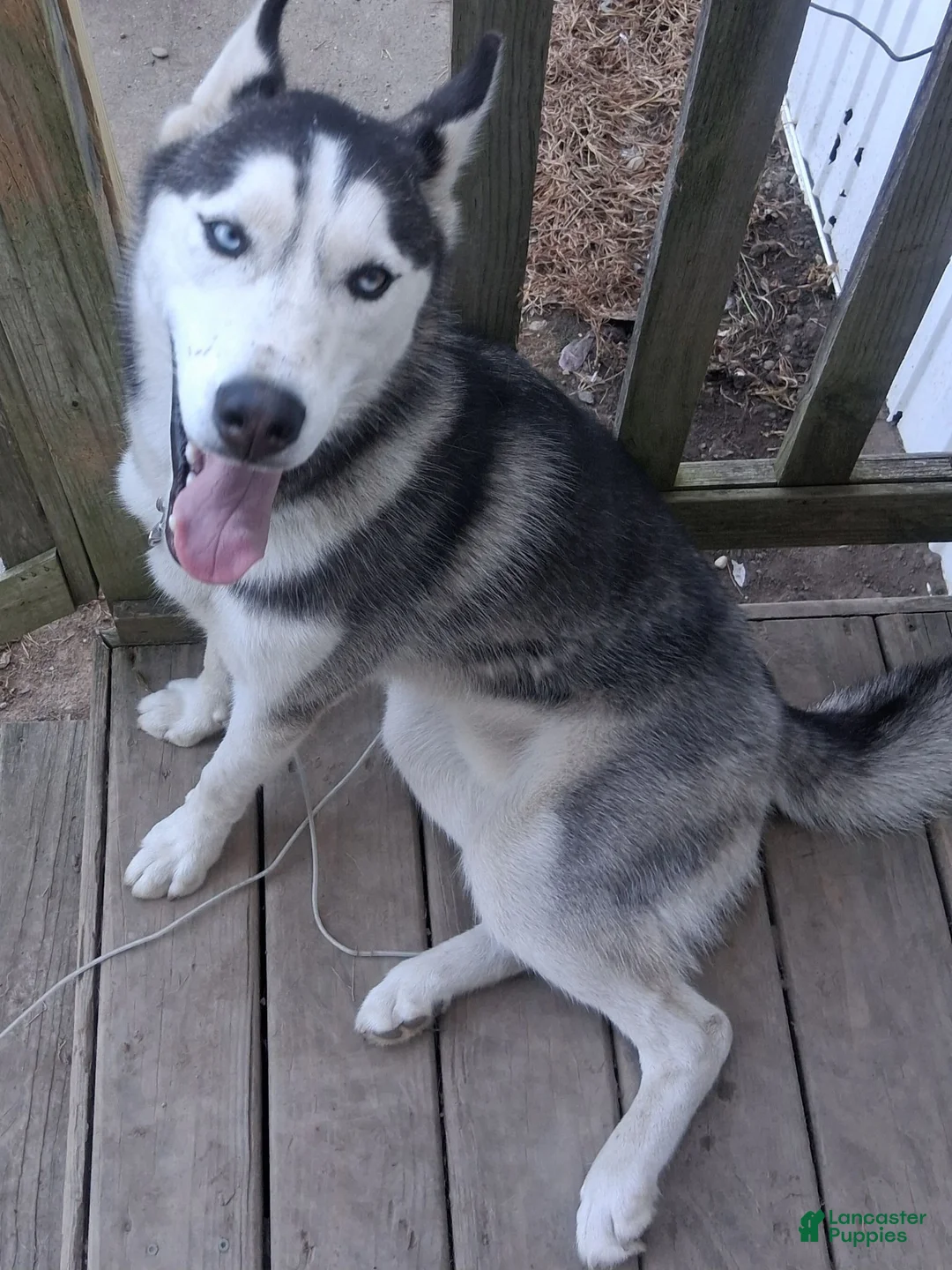 Siberian Husky dogs for sale: Legacy - Ad 5