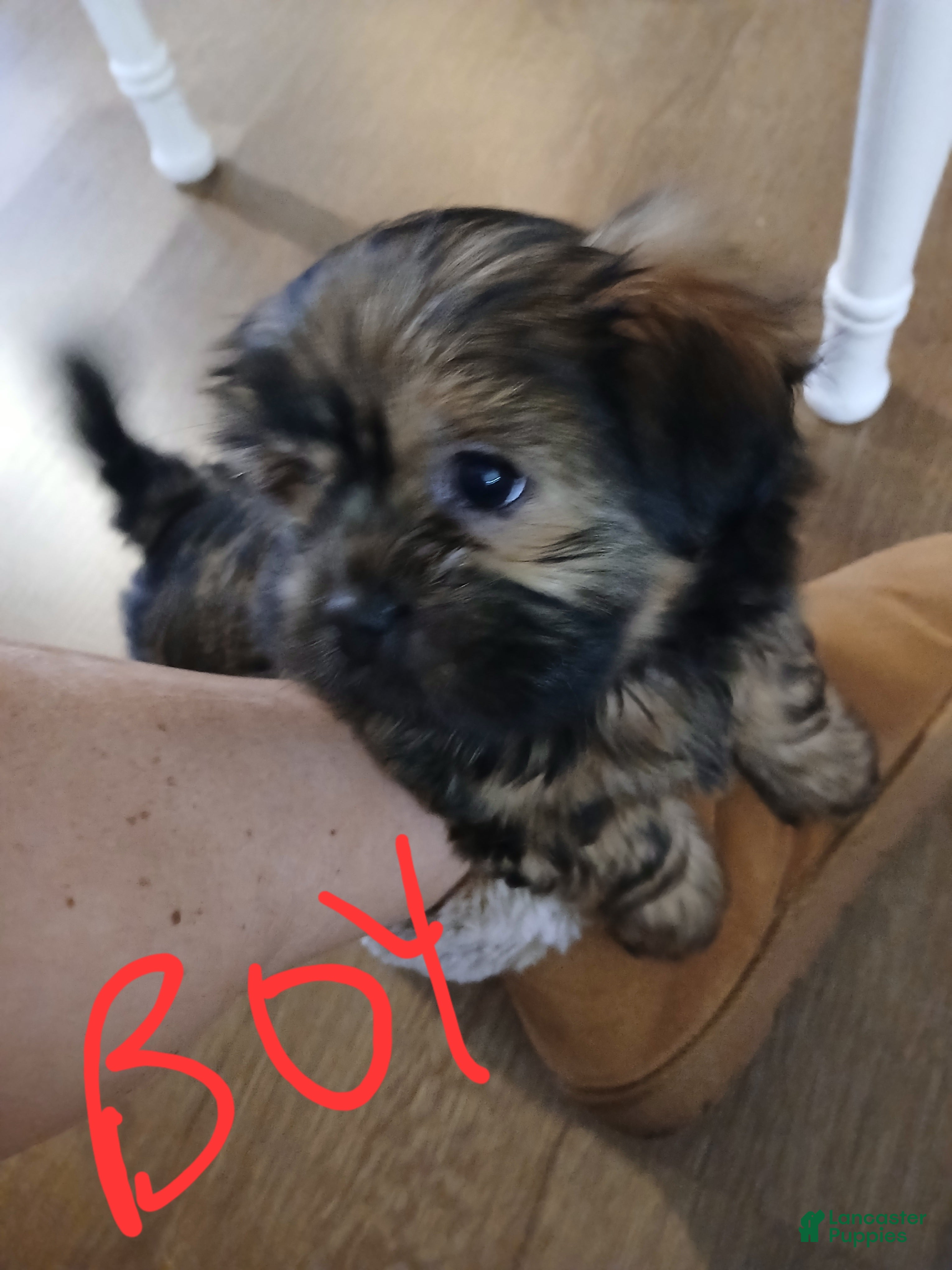 Shorkie dogs for sale: Shorkie Puppy 2 - Ad 3