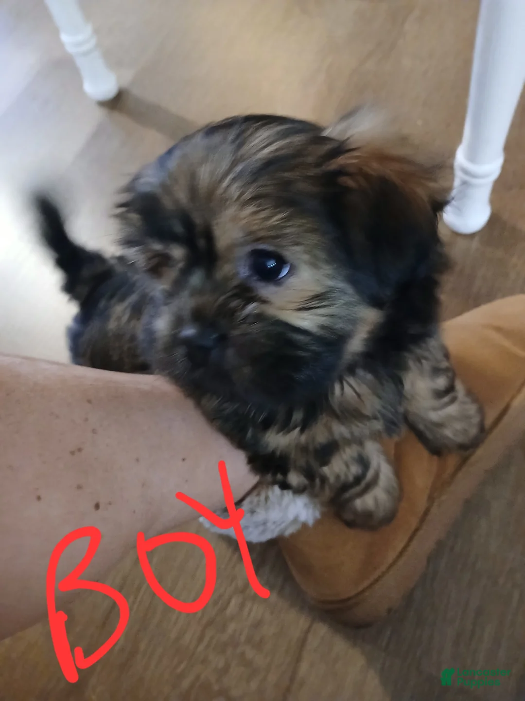 Shorkie dogs for sale: Shorkie Puppy 2 - Ad 1