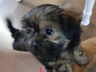 Shorkie dogs for sale: Shorkie Puppy 2 - Ad 3