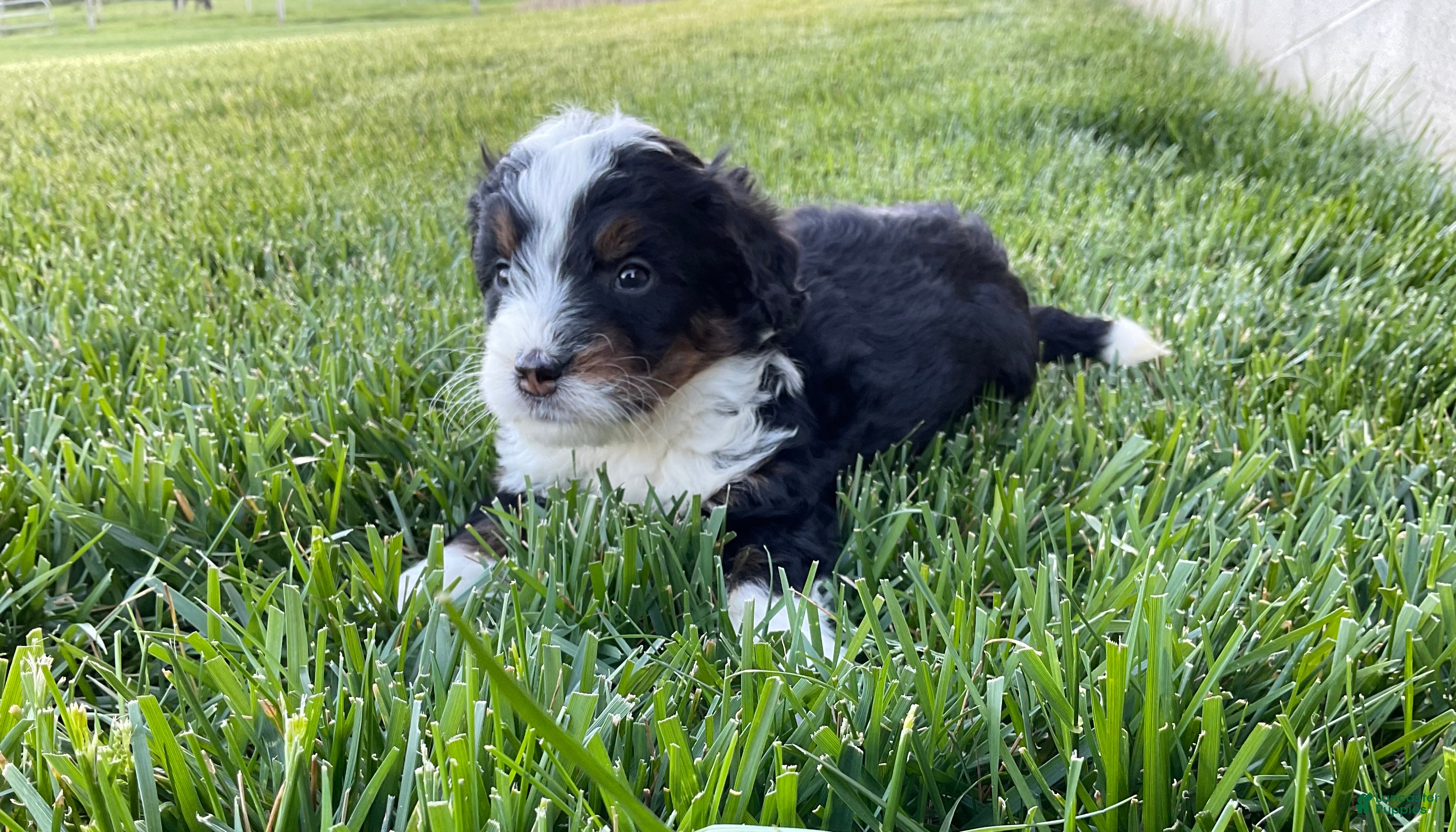 Mini Bernedoodle dogs Oliver - Ad 2