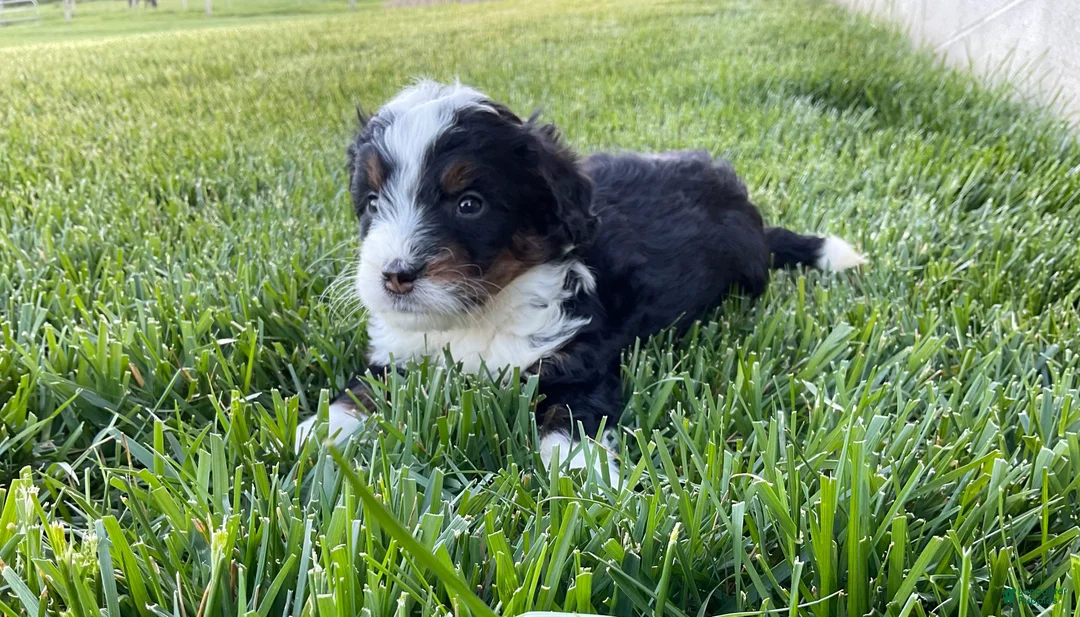 Mini Bernedoodle dogs for sale: Oliver - Ad 2