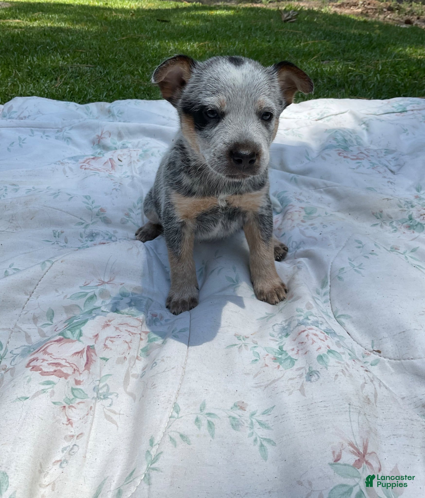 Australian Cattle Dog dogs Australian Cattle Dog Puppy 4 - Ad 41