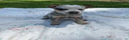 Australian Cattle Dog dogs for sale: Australian Cattle Dog Puppy 4 - Ad 1