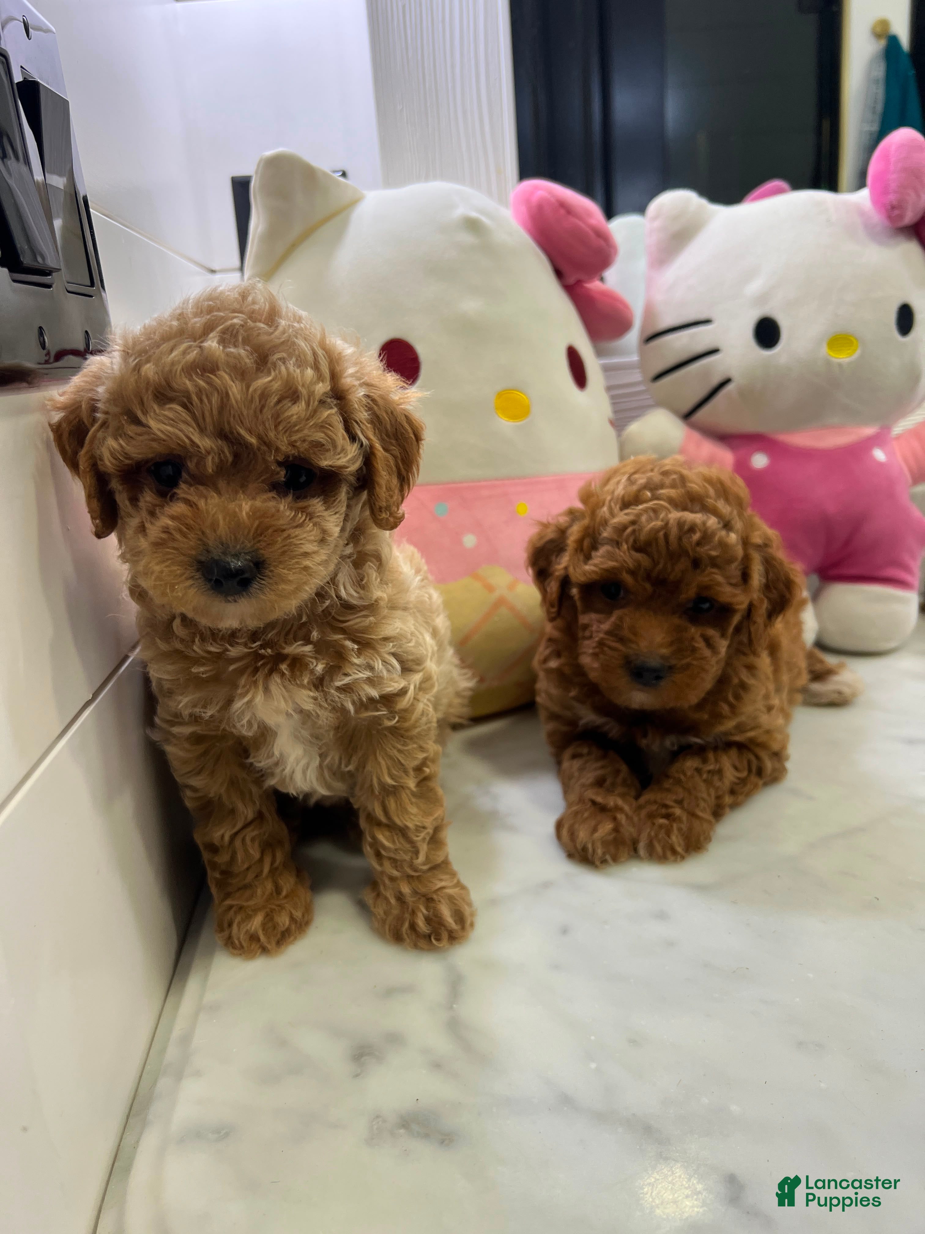 Toy Poodle dogs Ginger 🍂❤️ - Ad 10