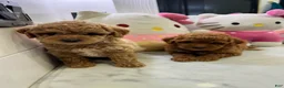 Toy Poodle dogs for sale: Ginger 🍂❤️ - Ad 5