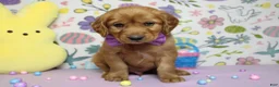 Golden Retriever dogs for sale: Chance - Ad 2
