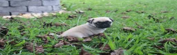 Pug dogs for sale: Chestnut -male- - Ad 15