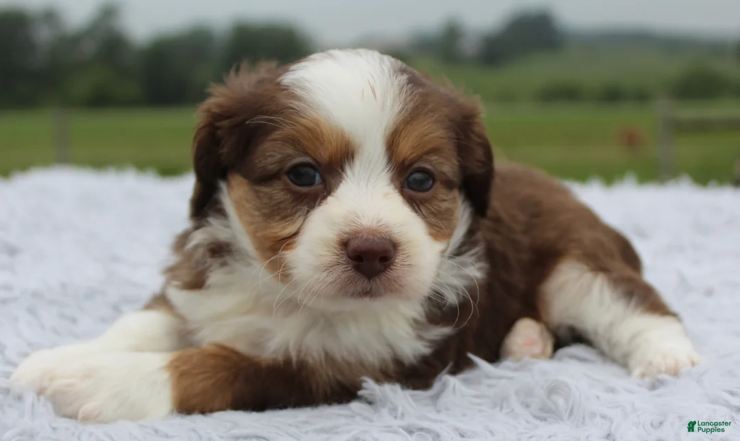 Mini Aussiedoodle dogs for sale: Mini Aussiedoodle 2 - Ad 2