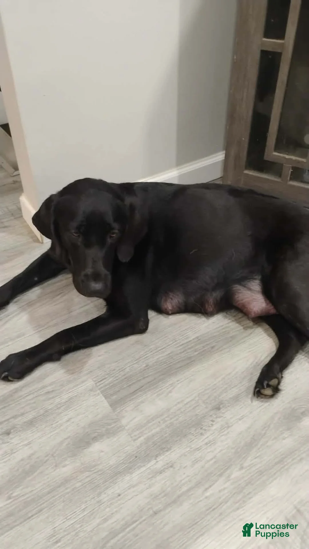 Labrador Retriever dogs for sale: Labrador Retriever 3 - Ad 2