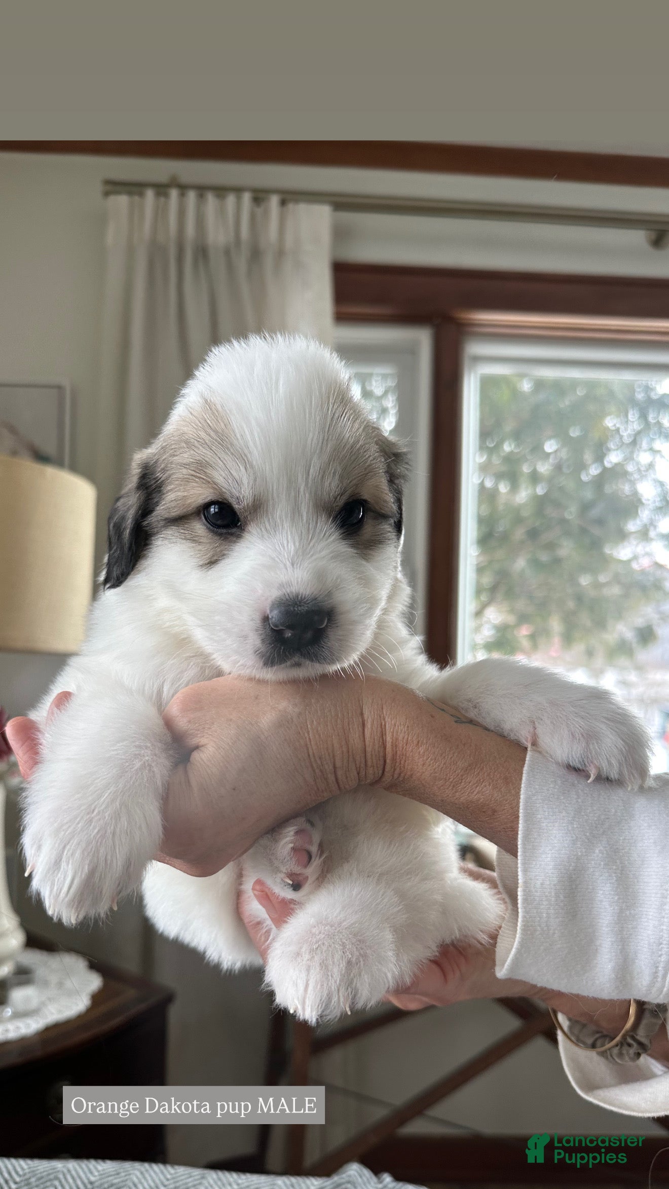 Great Pyrenees dogs Orange - Ad 17