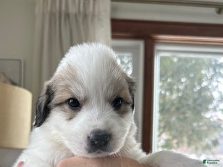 Great Pyrenees dogs Orange - Ad 17
