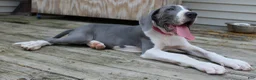 Great Dane dogs for sale: Diamond - Ad 25
