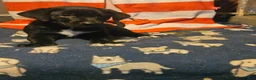 Border Collie dogs for sale: Charley (Blueish Eyes) - Ad 4