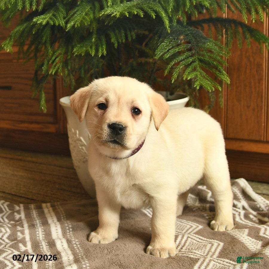 Labrador Retriever dogs Georgia - Ad 1