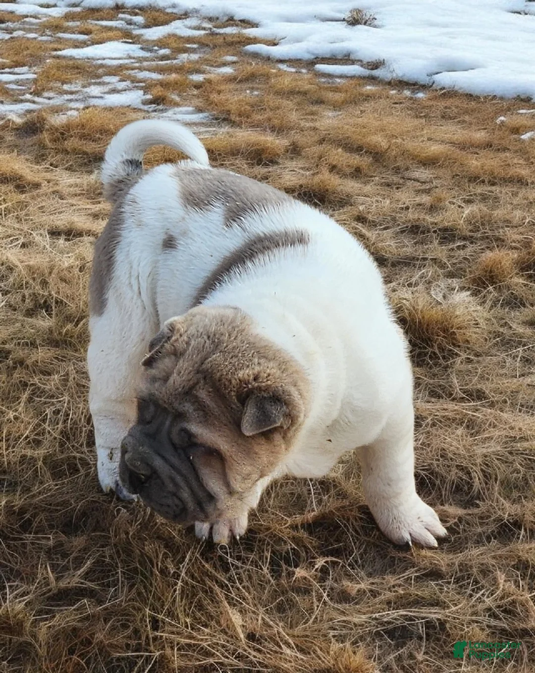 Shar Pei dogs for sale: Marble mini sable flower  - Ad 6