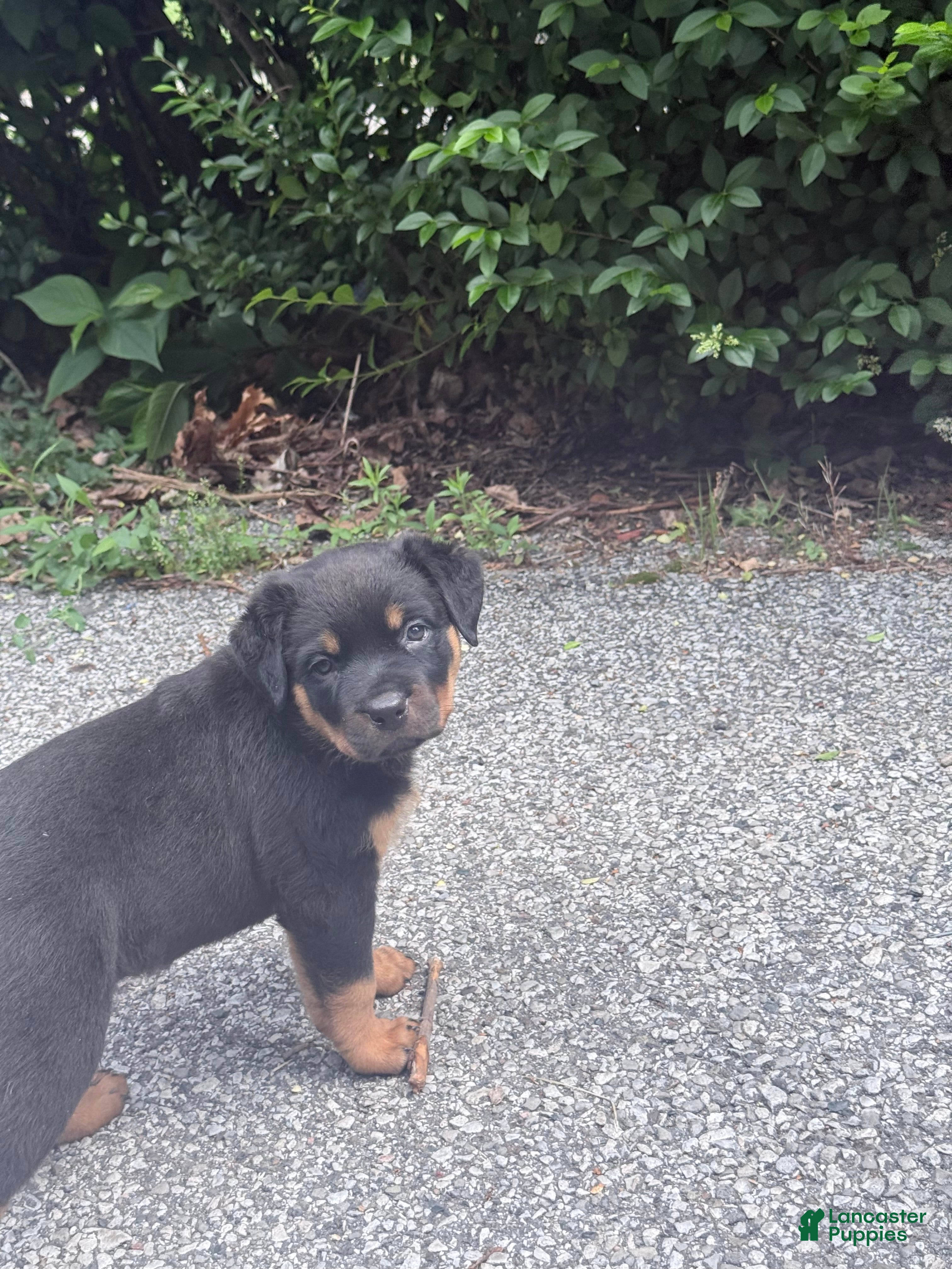Rottweiler dogs Male 1 - Ad 1