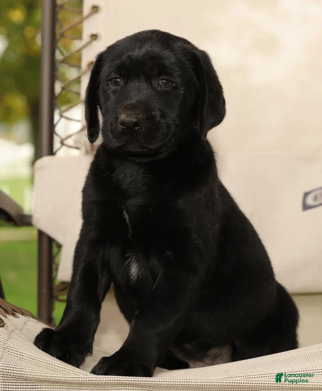 Labrador Retriever dogs for sale: Roger - Ad 1