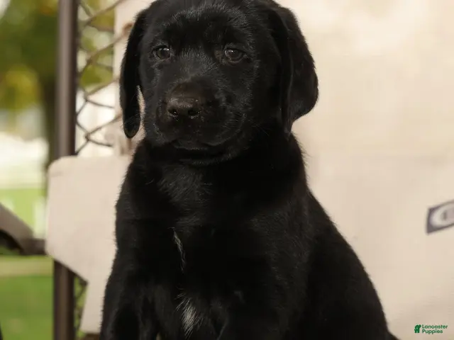 Labrador Retriever dogs for sale: Roger - Ad 1