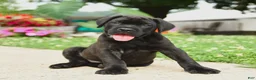 Cane Corso dogs for sale: Rockford - Ad 18