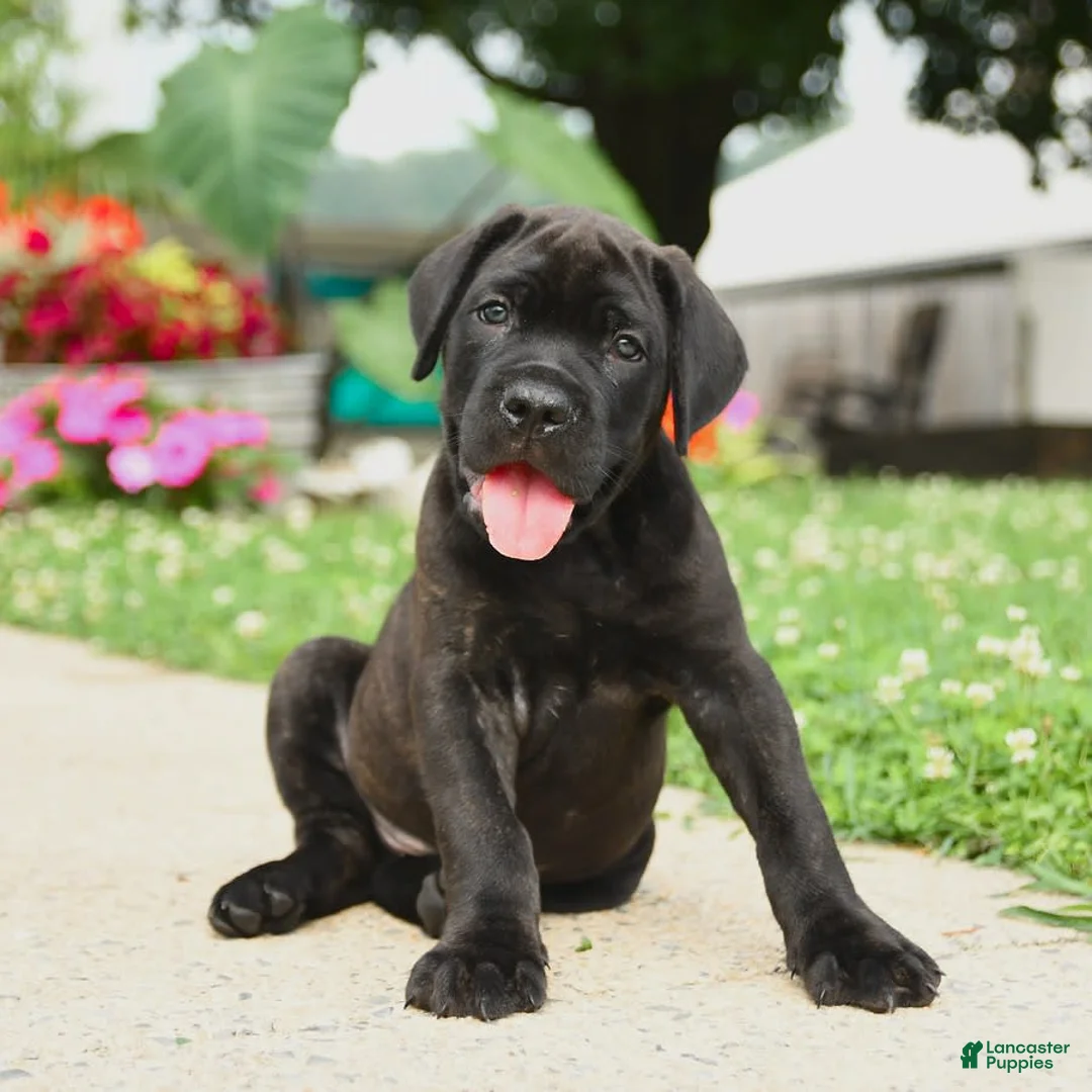 Cane Corso dogs for sale: Rockford - Ad 18