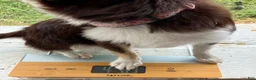 Chihuahua dogs for sale: Husky  - Ad 3