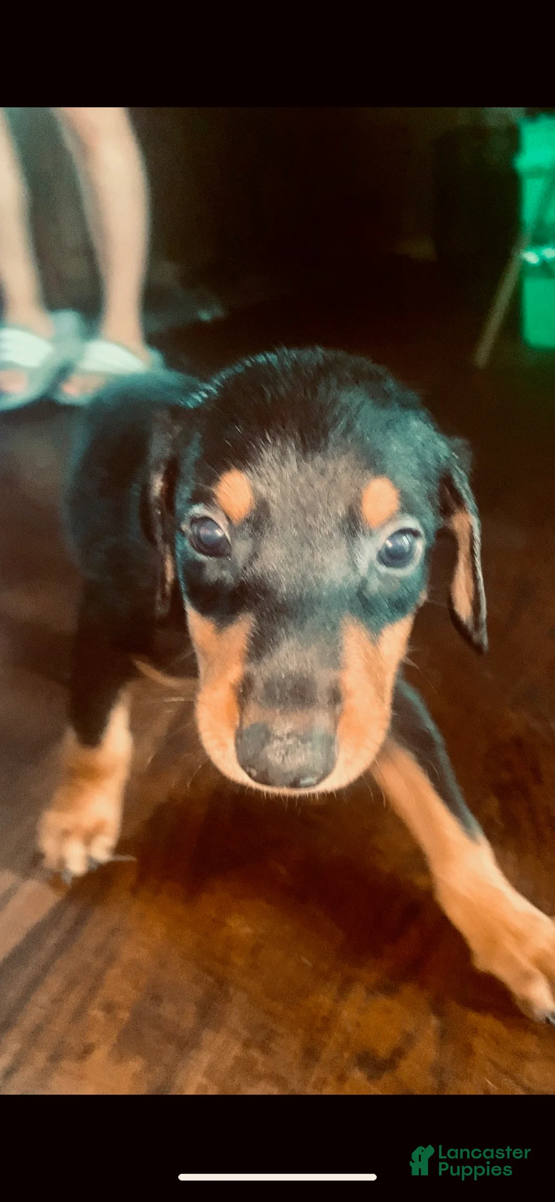 Doberman Pinscher dogs for sale: Yellow Collar - Ad 2
