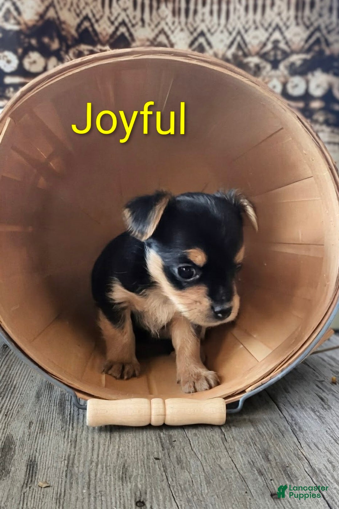 Yorkshire Terrier dogs for sale: Joyful - Ad 3