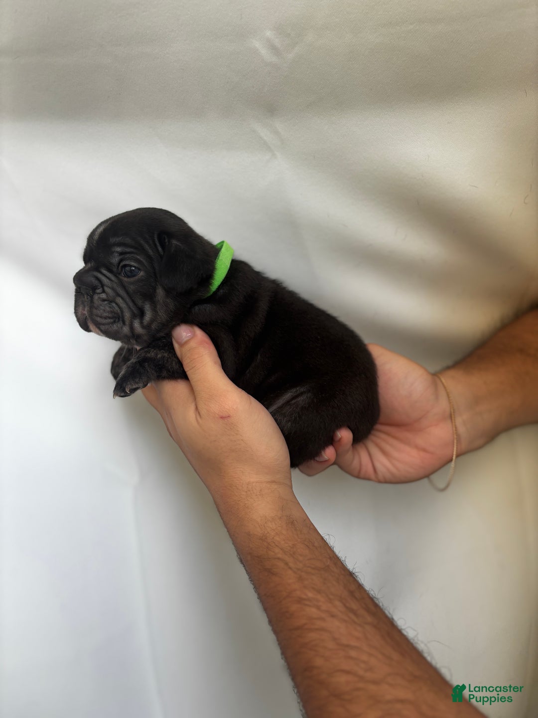 French Bulldog dogs for sale: Thunder - Ad 7