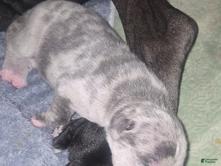 Mixed Breed dogs Mixed Breed Puppy 5 - Ad 29