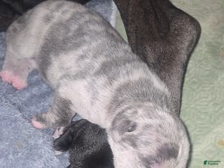 Mixed Breed dogs Mixed Breed Puppy 5 - Ad 28