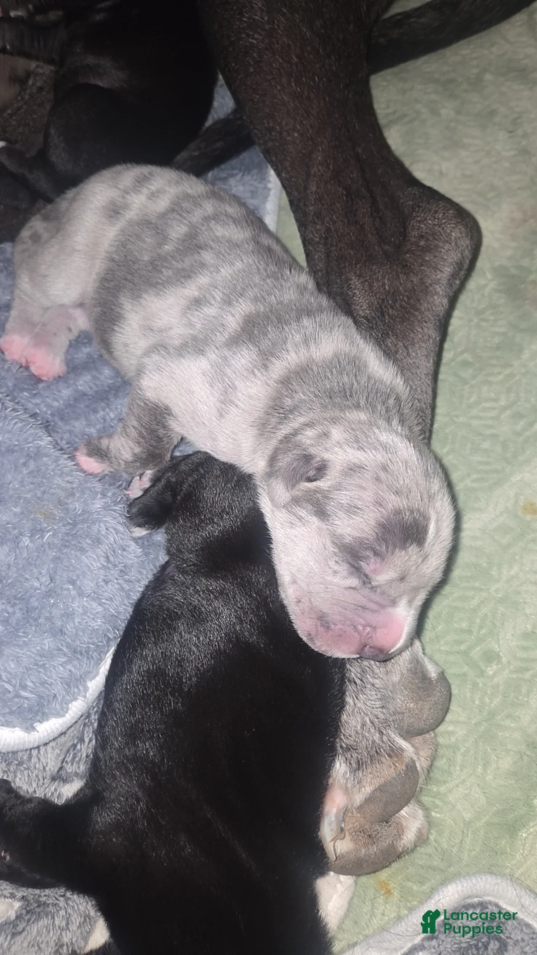 Mixed Breed dogs for sale: Mixed Breed Puppy 5 - Ad 1