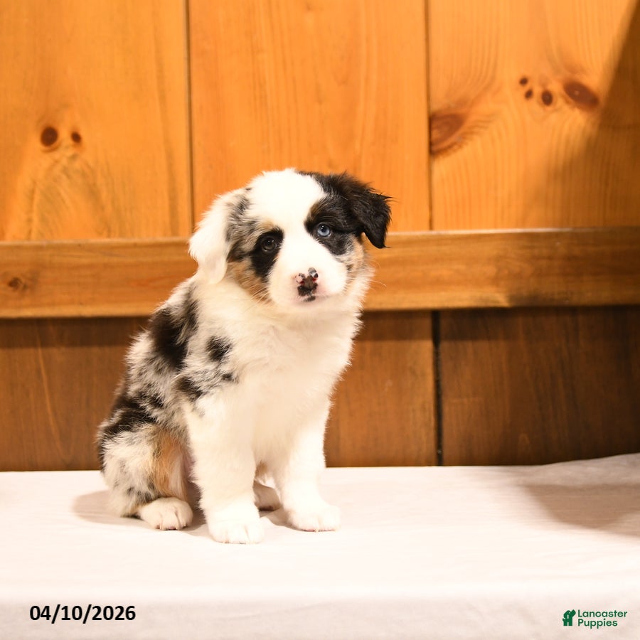 Miniature Australian Shepherd dogs Kermit   - Ad 2