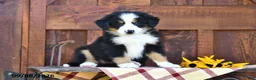Mixed Breed dogs for sale: Russell - Ad 1