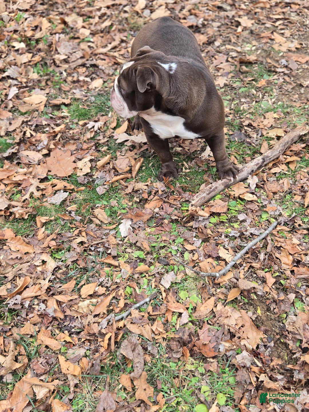 English Bulldog dogs for sale: Penny Lane - Ad 5
