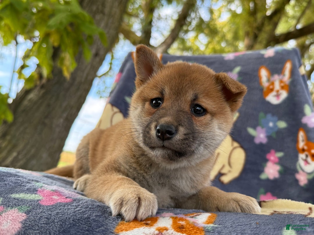Shiba Inu dogs for sale: Beanie - Ad 3