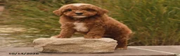 Toy Poodle dogs for sale: Scout - Ad 3