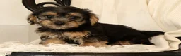 Yochon dogs for sale: Kevin - Ad 8