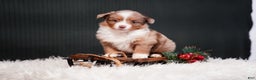 Miniature Australian Shepherd dogs for sale: Brody - Ad 7