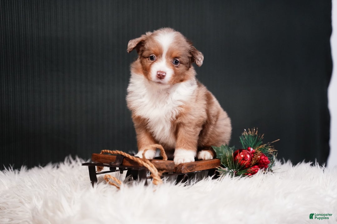 Miniature Australian Shepherd dogs for sale: Brody - Ad 7