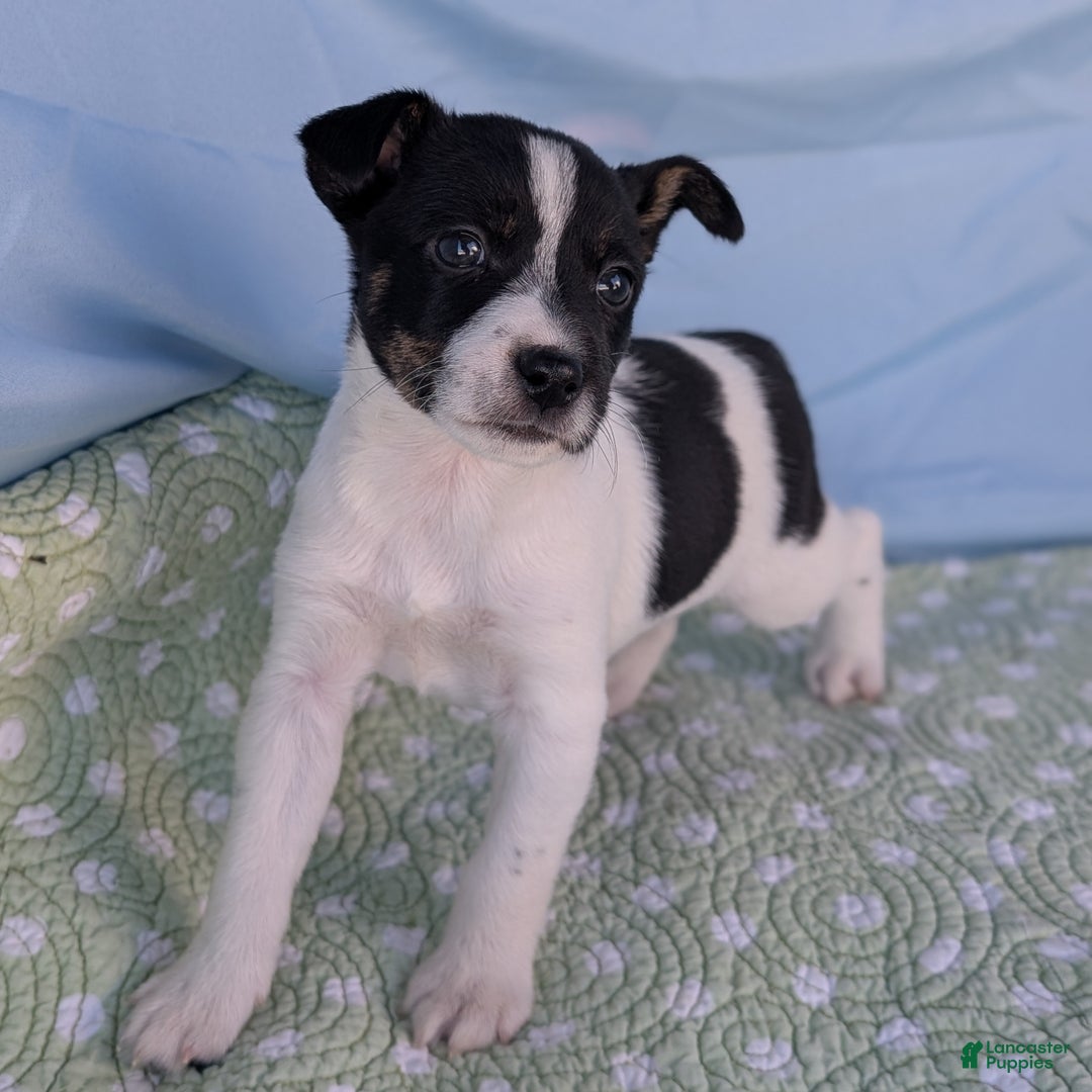Rat Terrier dogs for sale: Poppy - Ad 5