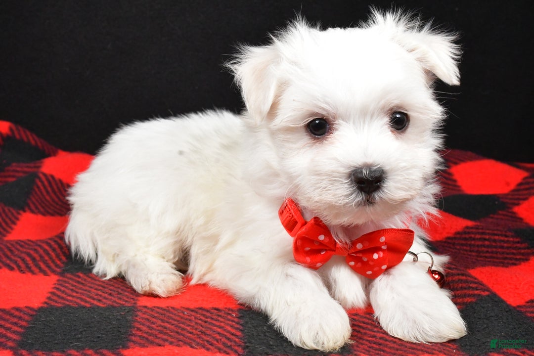 Maltese dogs for sale: Miles - Ad 7