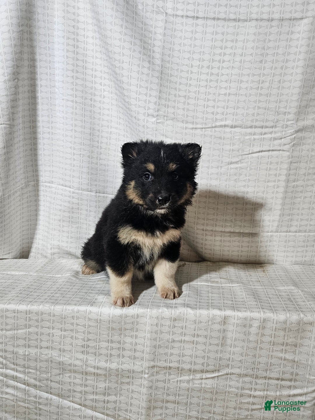 Mixed Breed dogs for sale: Charlie  - Ad 3