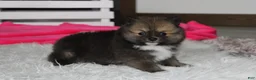 Pomeranian dogs for sale: Bailey  - Ad 10